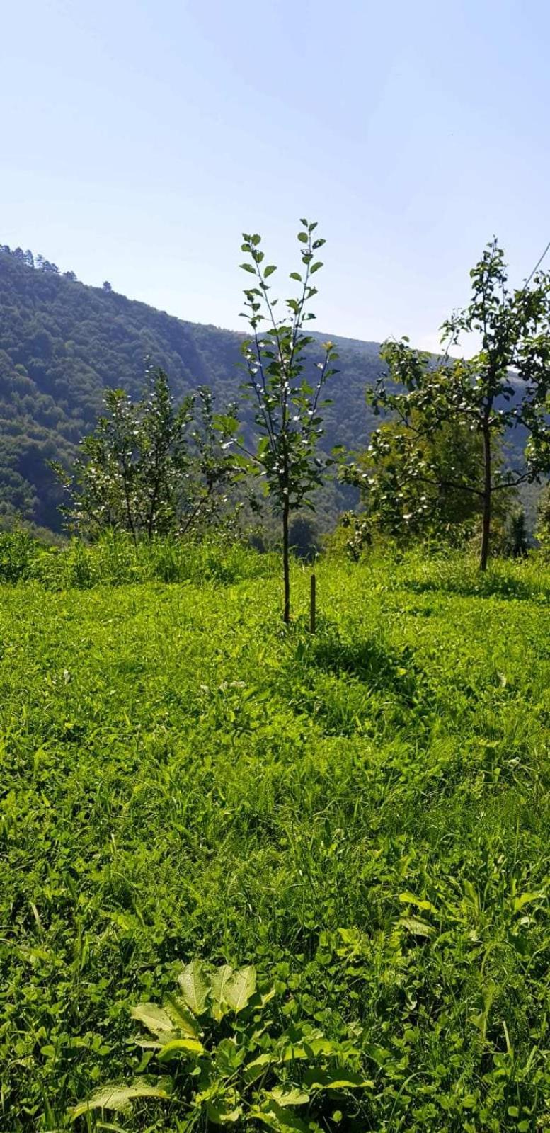 Family Apartment With Garden サラエヴォ エクステリア 写真